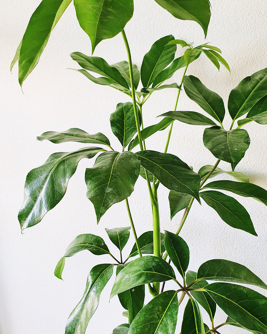 Schefflera actinophylla 'Amate' - 20cm