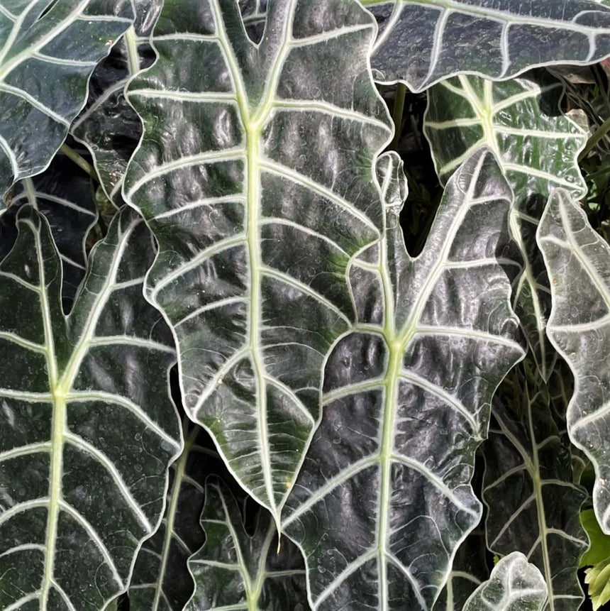 Alocasia amazonica Dwarf Form 13cm