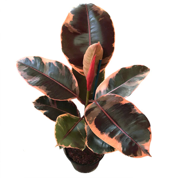 Ficus elastica 'Ruby' 17cm