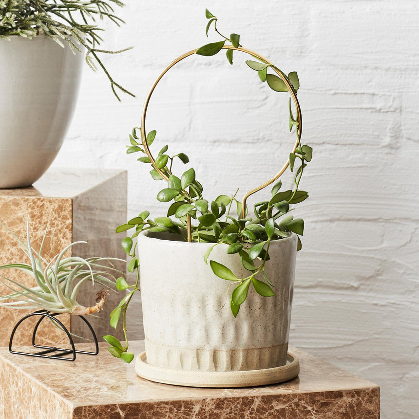 The Plant Runner | Ivy Muse Brass Plant Stake Circle