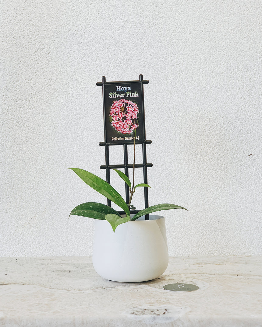 Hoya pubicalyx 'Silver Pink' - 10cm