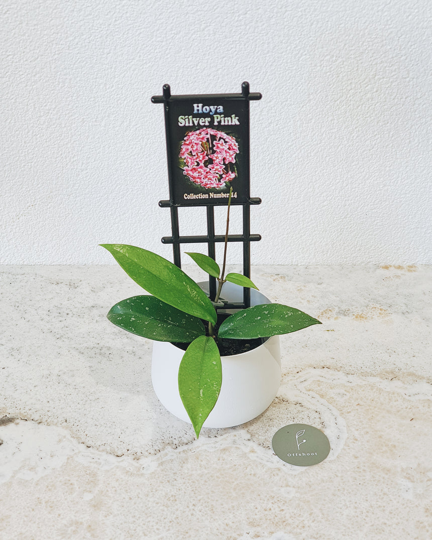Hoya pubicalyx 'Silver Pink' - 10cm