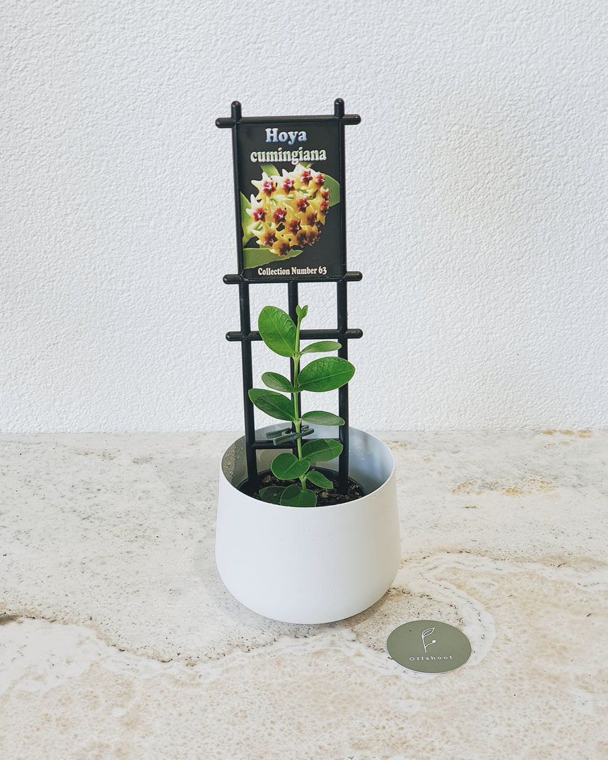 Hoya cumingiana 10cm