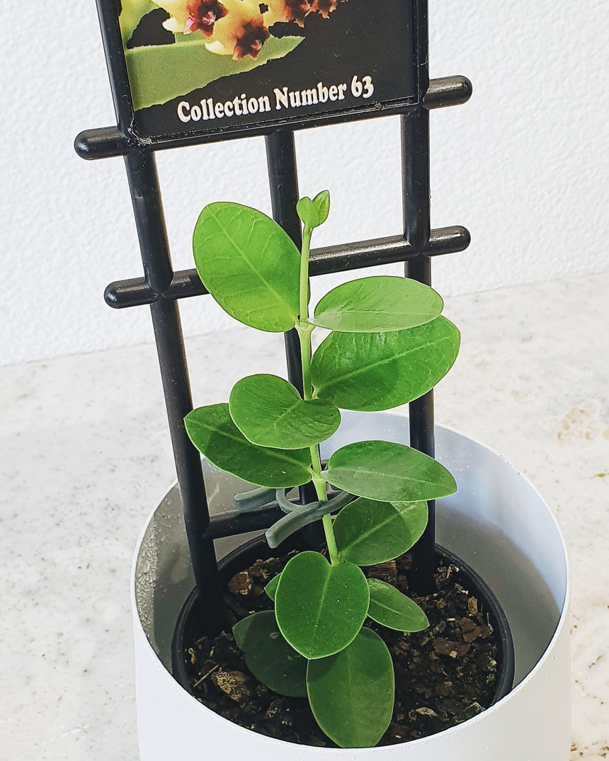 Hoya cumingiana 10cm