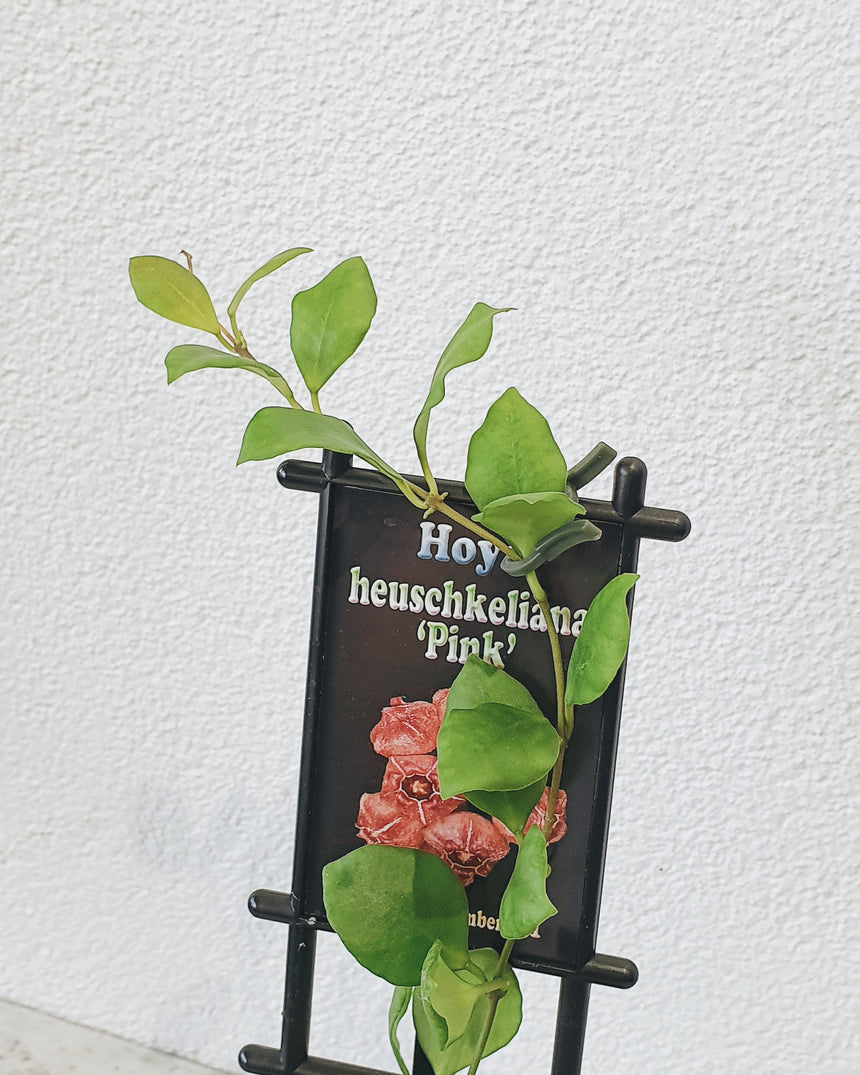 Hoya heuschkeliana 'Pink' 10cm