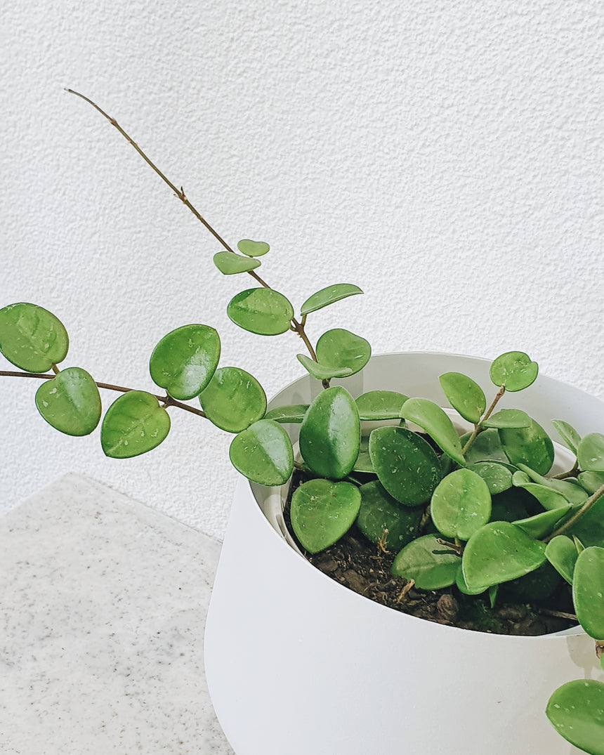 Hoya mathilde (13cm pot)