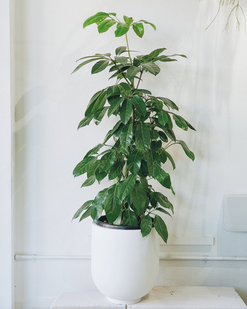 Schefflera amate (Umbrella Tree) 20cm