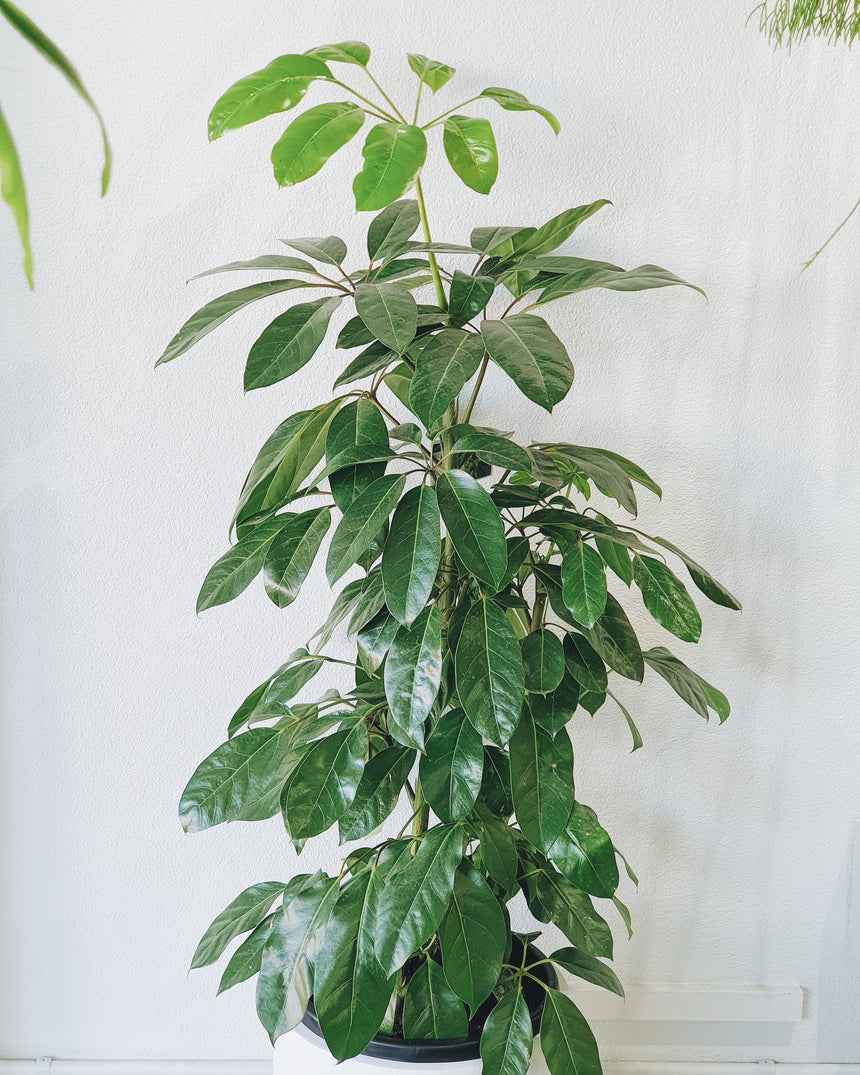 Schefflera amate (Umbrella Tree) 20cm