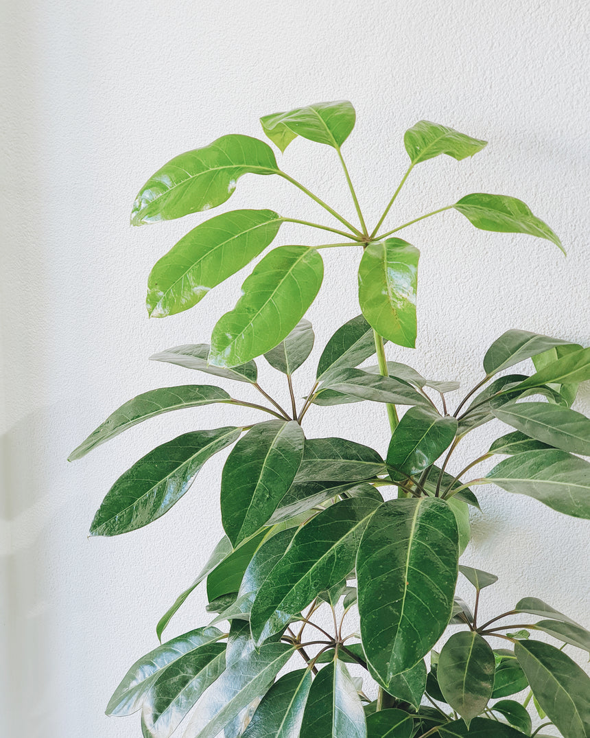 Schefflera amate (Umbrella Tree) 20cm