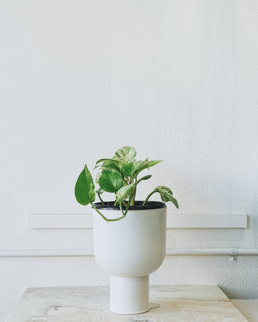 Epipremnum auream 'Marble Queen' 13cm Hanging Basket