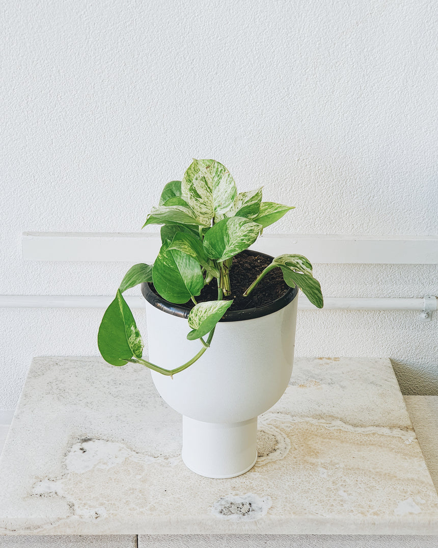 Epipremnum auream 'Marble Queen' 13cm Hanging Basket