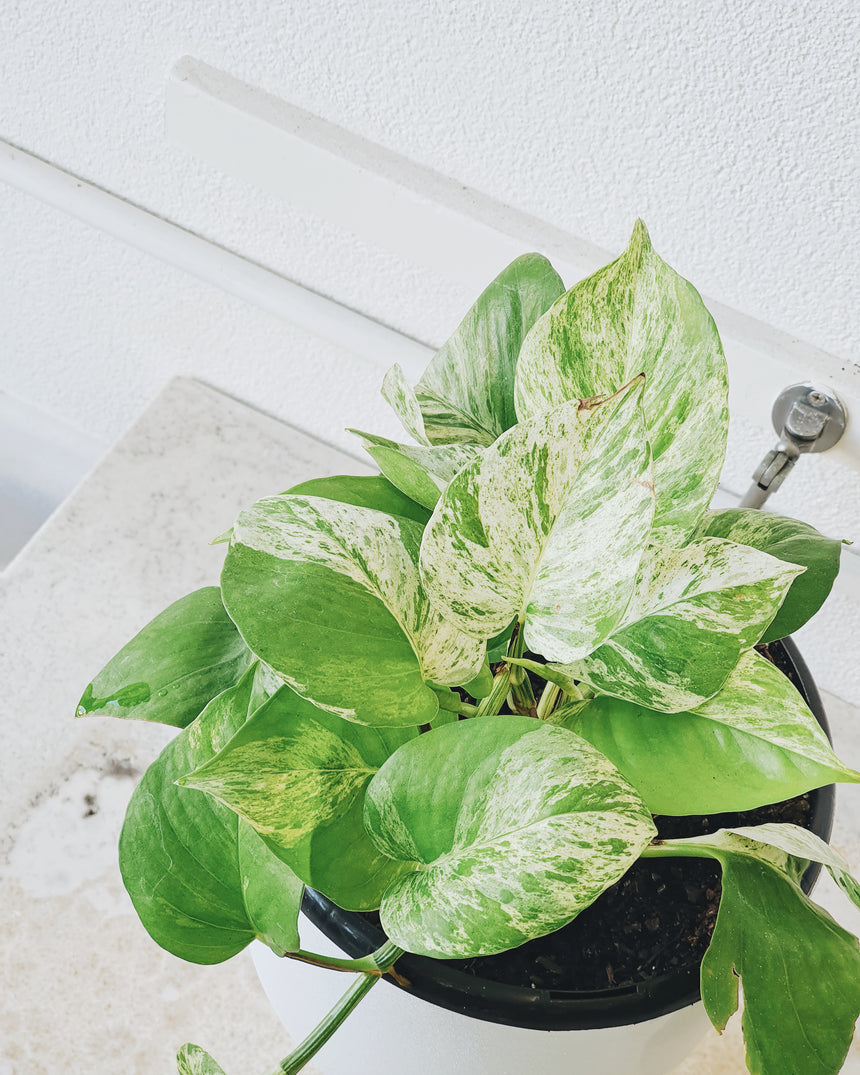 Epipremnum auream 'Marble Queen' 13cm Hanging Basket