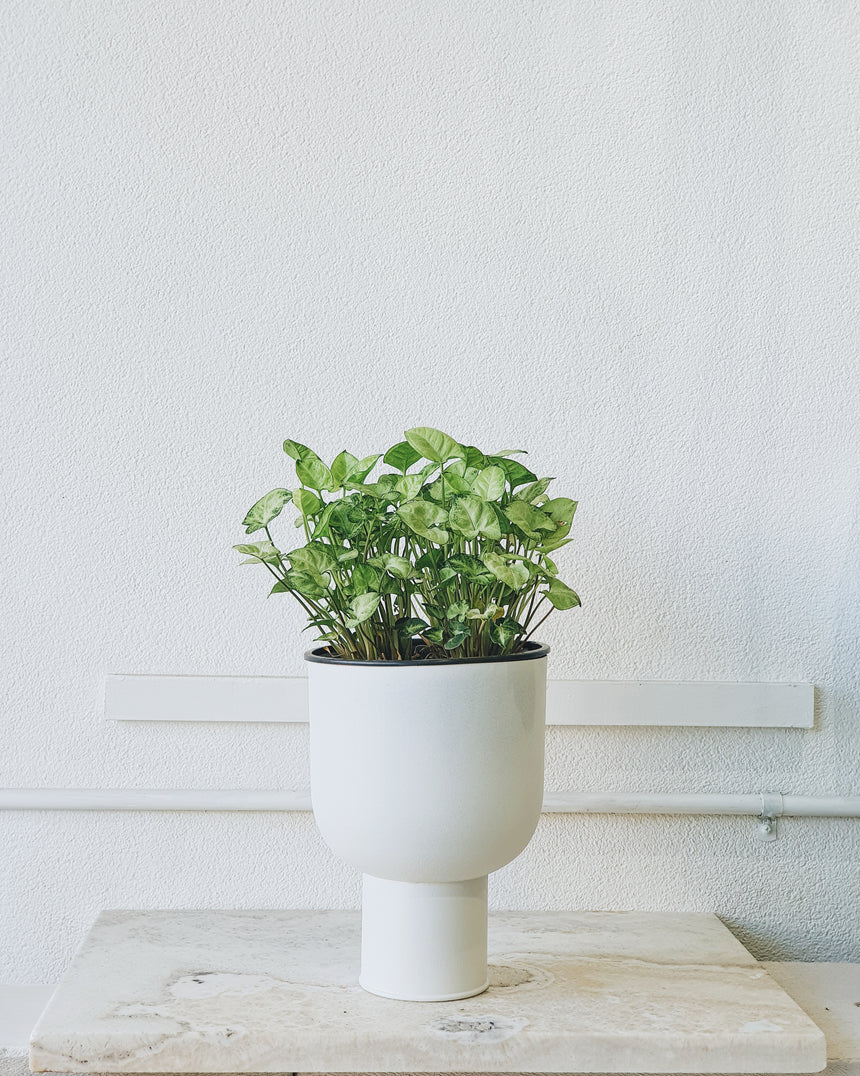 Syngonium podophyllum 'Pixie' 13cm