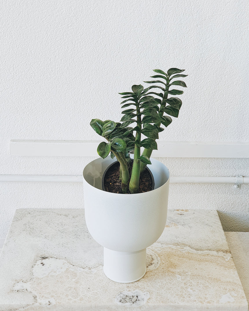 Zanzibar zamiifolia 'Zenzii' 14cm