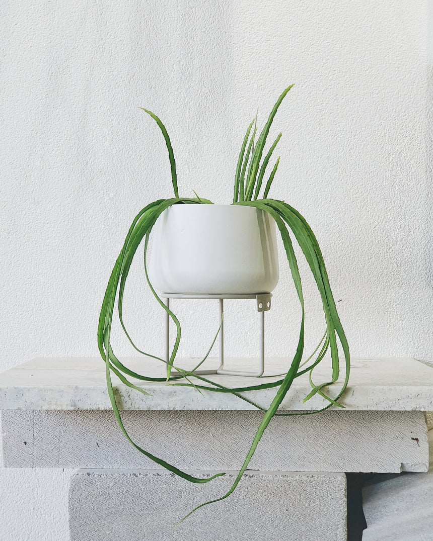 Lepismium boliviana 15cm