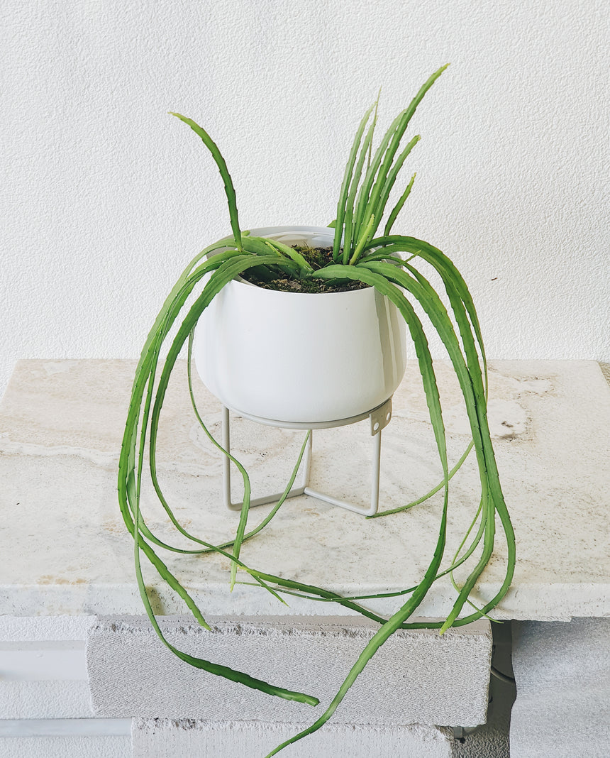 Lepismium boliviana 15cm