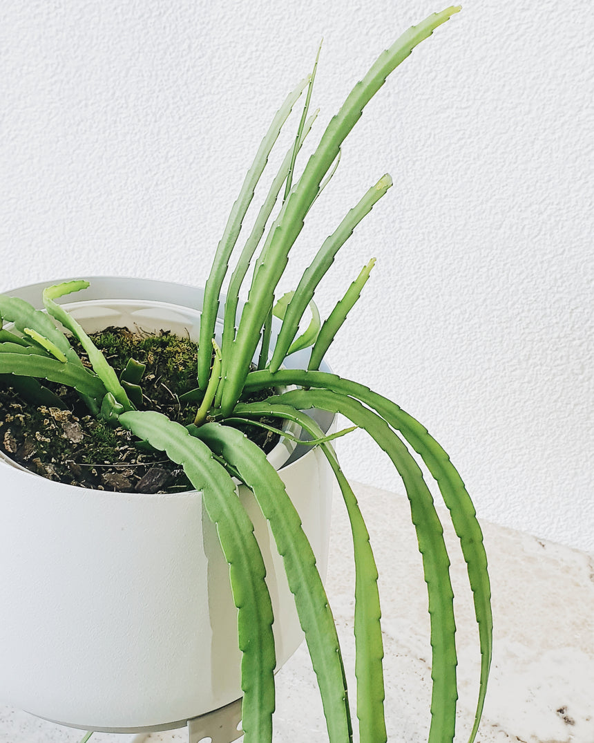 Lepismium boliviana 13cm