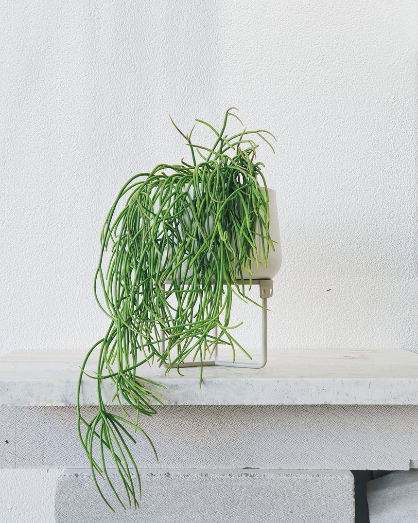 Rhipsalis cassutha 15cm Hanging Basket