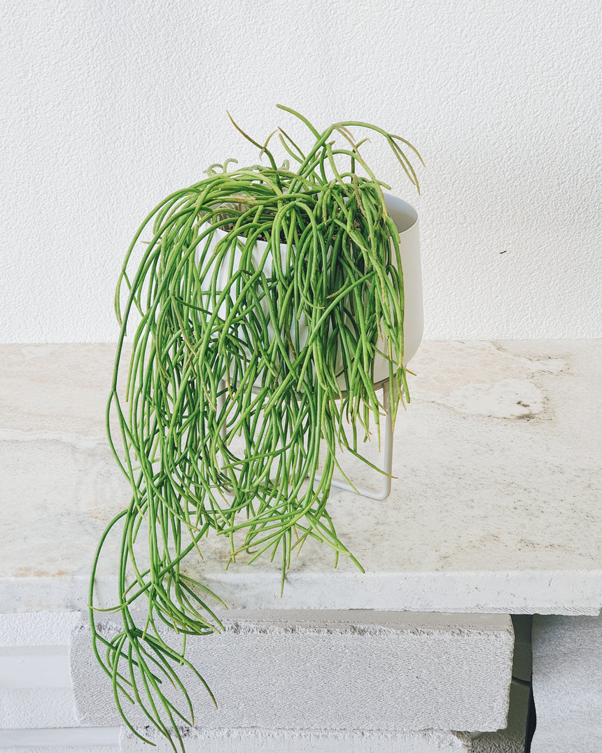 Rhipsalis cassutha 15cm Hanging Basket