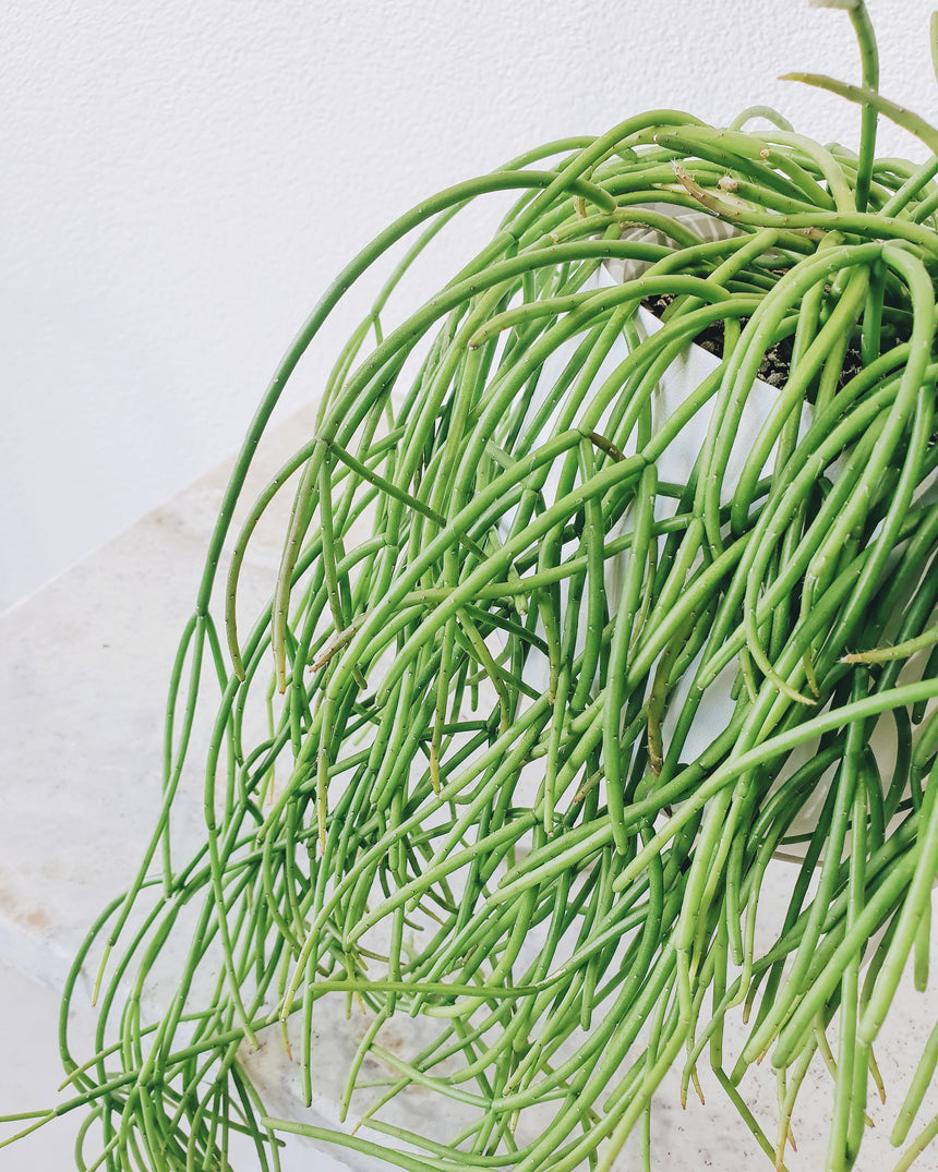 Rhipsalis cassutha 15cm Hanging Basket