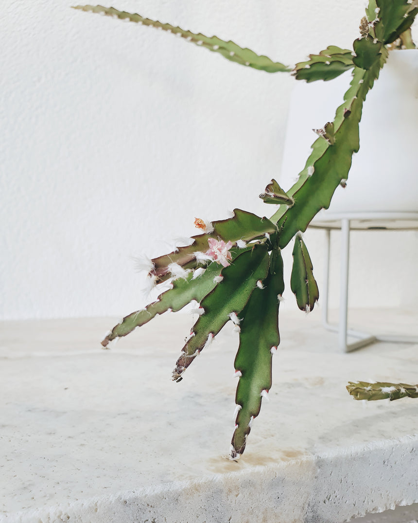 Lepismium cruciforme