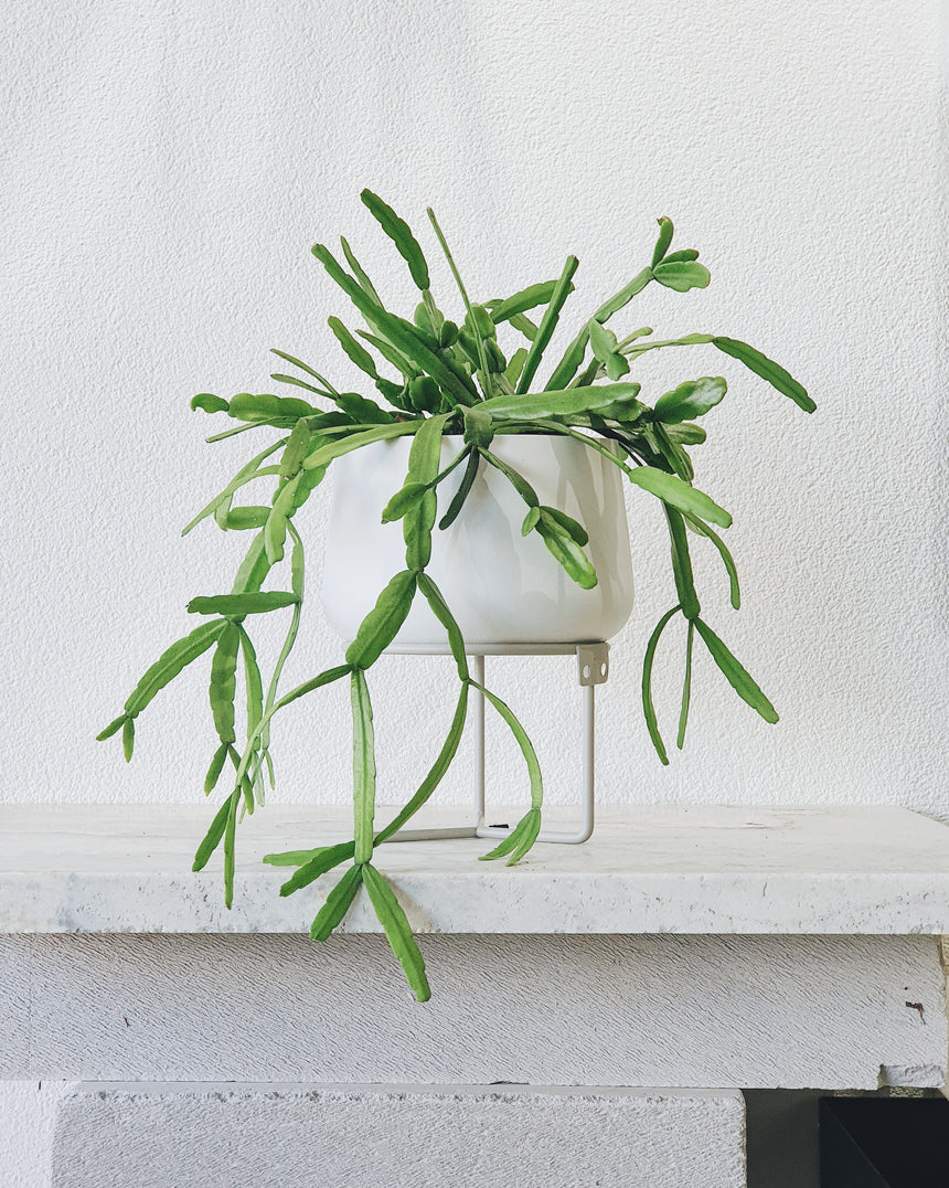 Rhipsalis micranthea 13cm