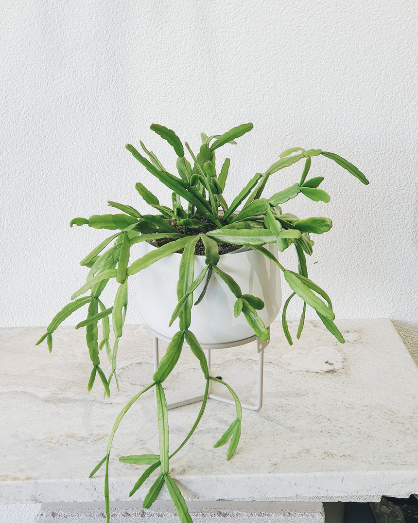 Rhipsalis micranthea 13cm