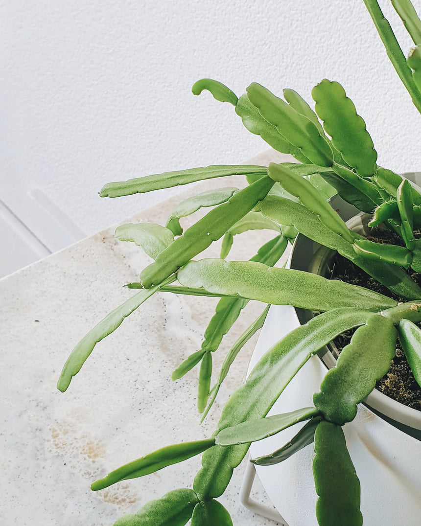 Rhipsalis micrantha 13cm