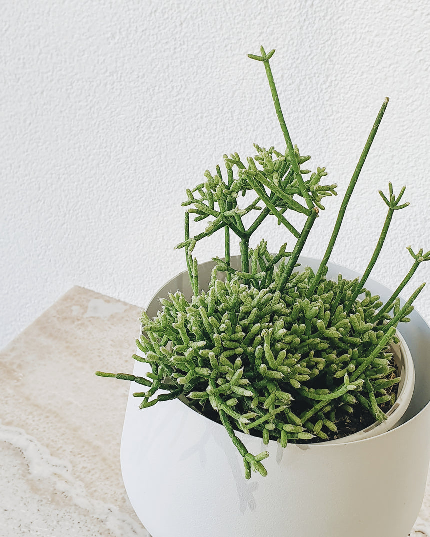 Rhipsalis ceresucula 13cm