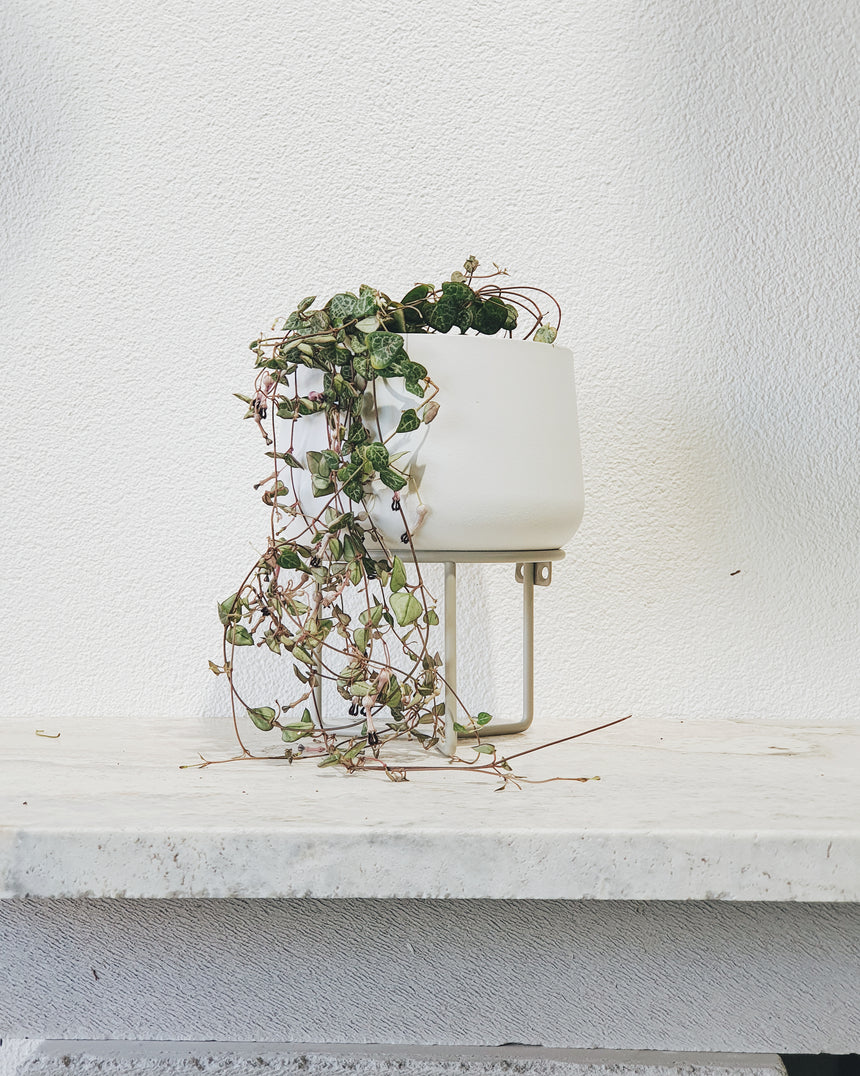 Ceropegia woodii 'Chain of Hearts' - 13cm