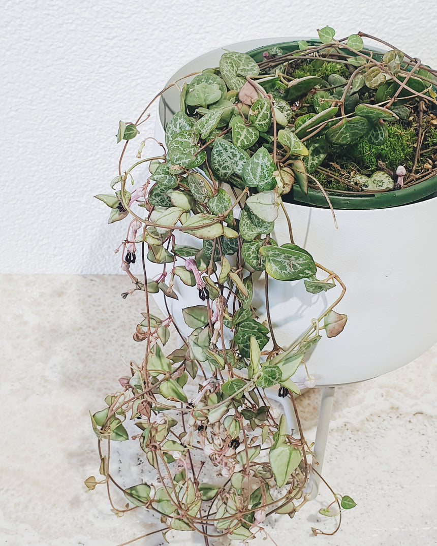 Ceropegia woodii 'Chain of Hearts' - 13cm