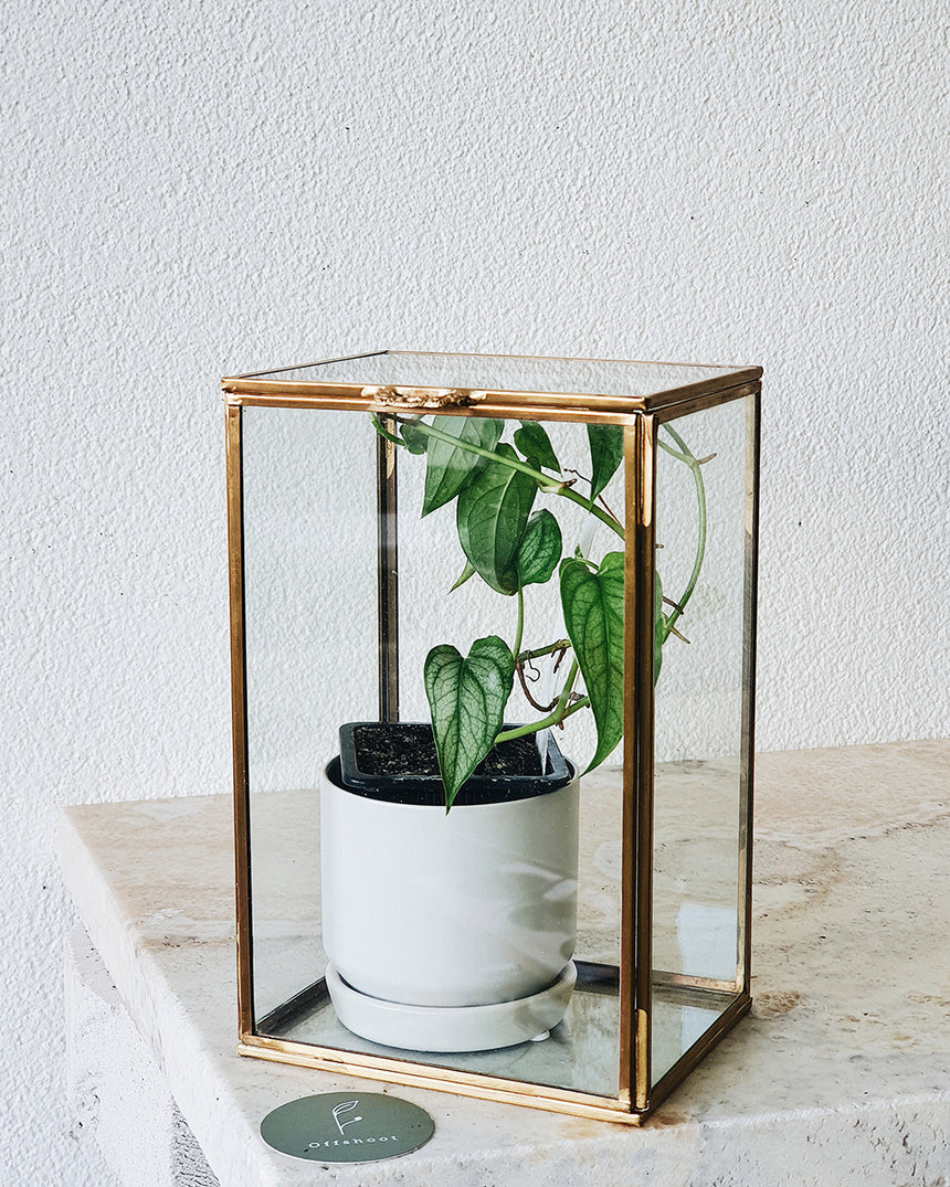 Bloomingville | Brass Display Box