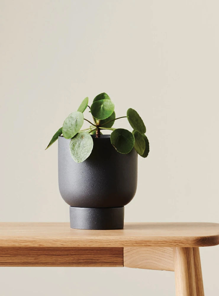 Evergreen Collective | Finch Pot Charcoal Medium