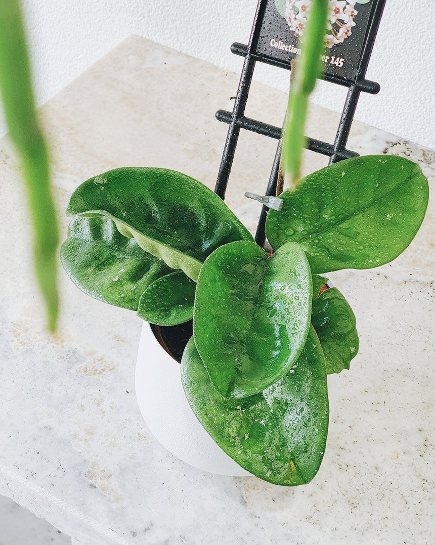 Hoya carnosa 'Krinkle Giant' 13cm