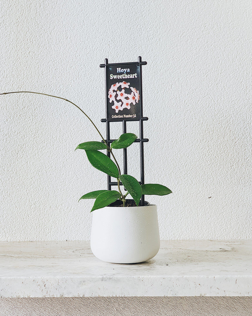 Hoya 'Sweet Heart' 10cm