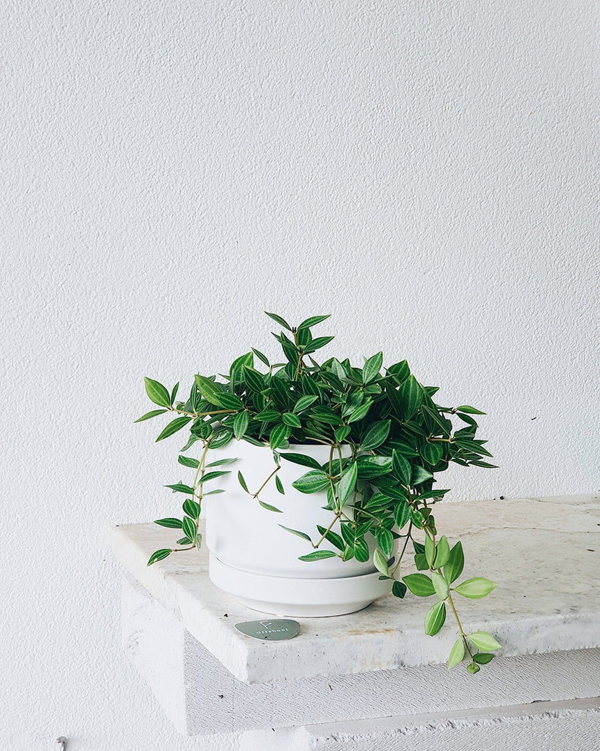 Peperomia diamond 13cm
