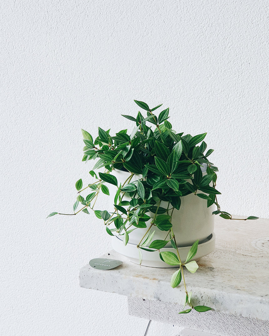 Peperomia diamond 13cm