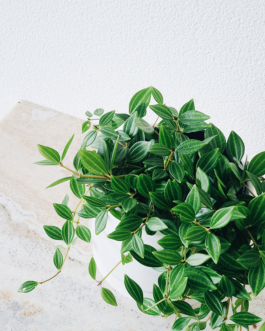 Peperomia diamond 13cm
