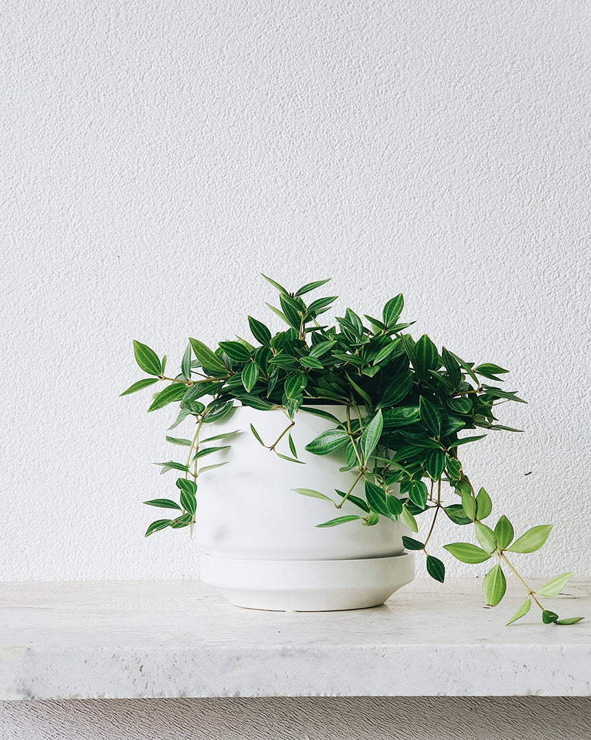 Peperomia diamond 13cm