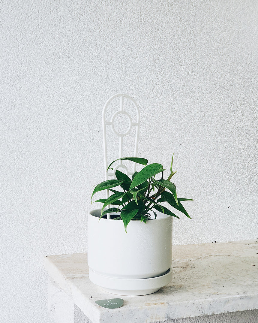 Philodendron cordatum'Heart Leaf' 12cm