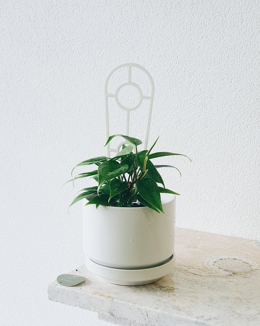 Philodendron cordatum'Heart Leaf' 12cm