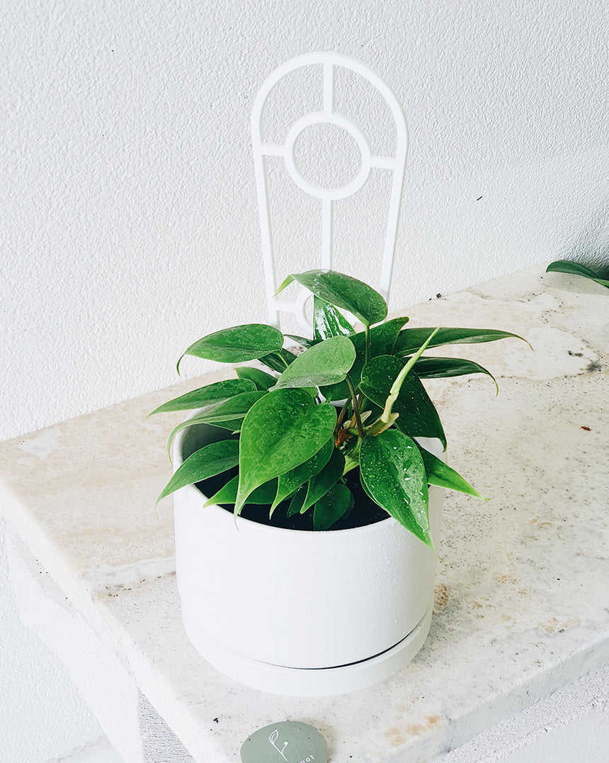 Philodendron cordatum'Heart Leaf' 12cm