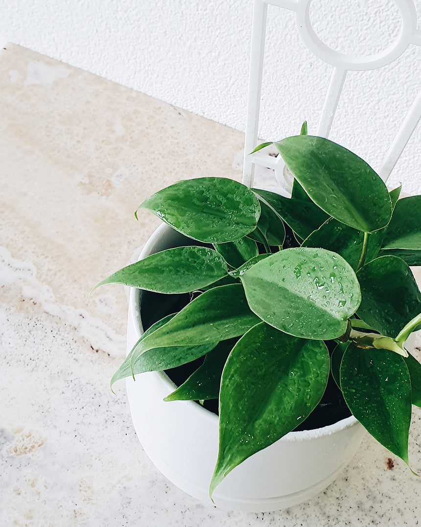 Philodendron cordatum'Heart Leaf' 12cm