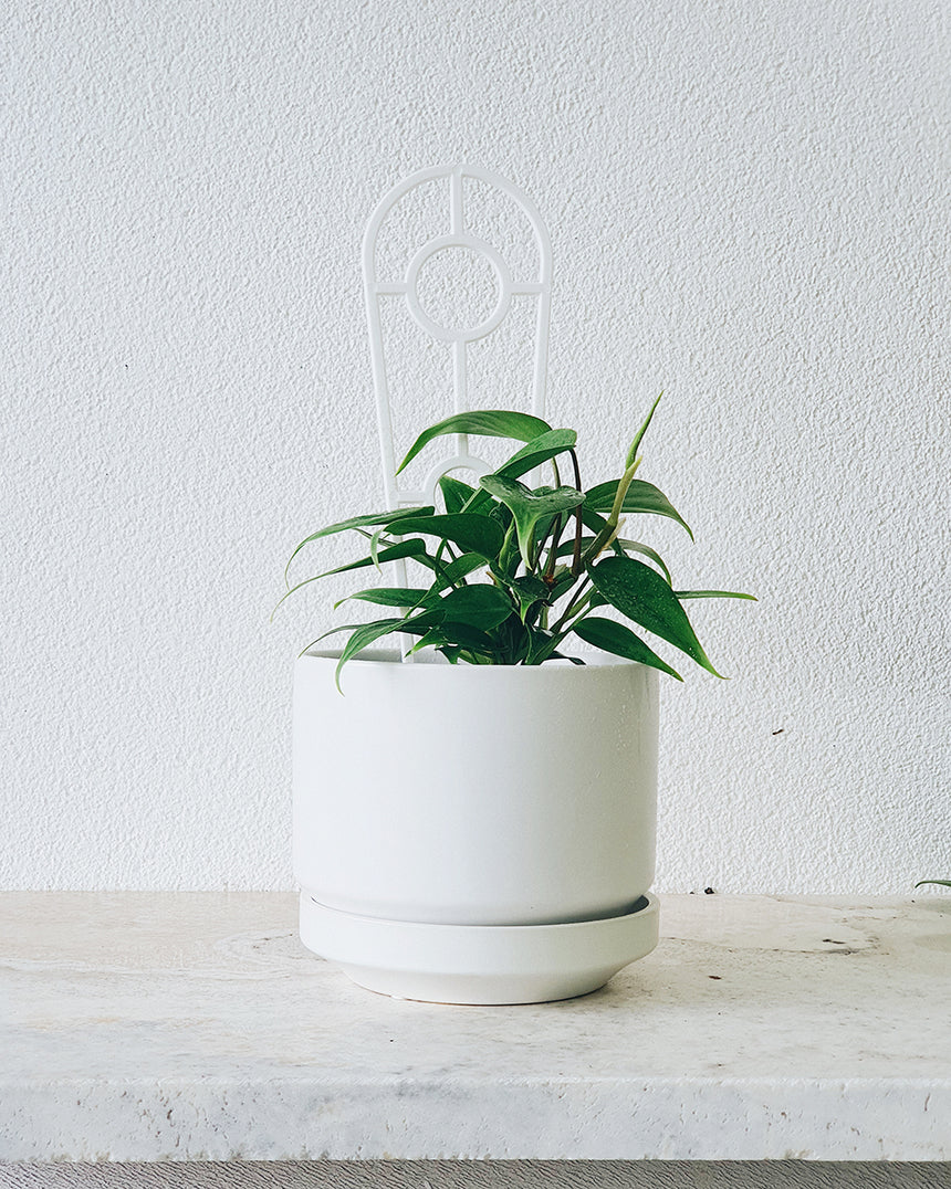 Philodendron cordatum'Heart Leaf' 12cm