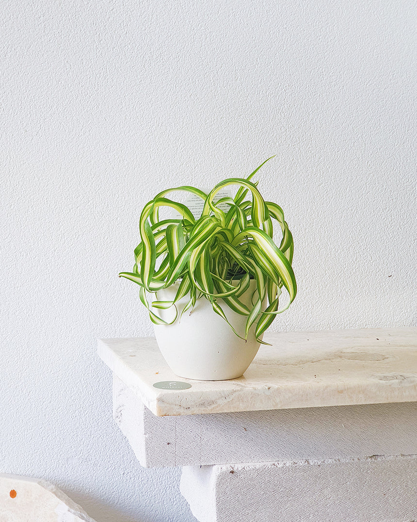 Chlorophytum bonnie 'Spider Plant' 13cm