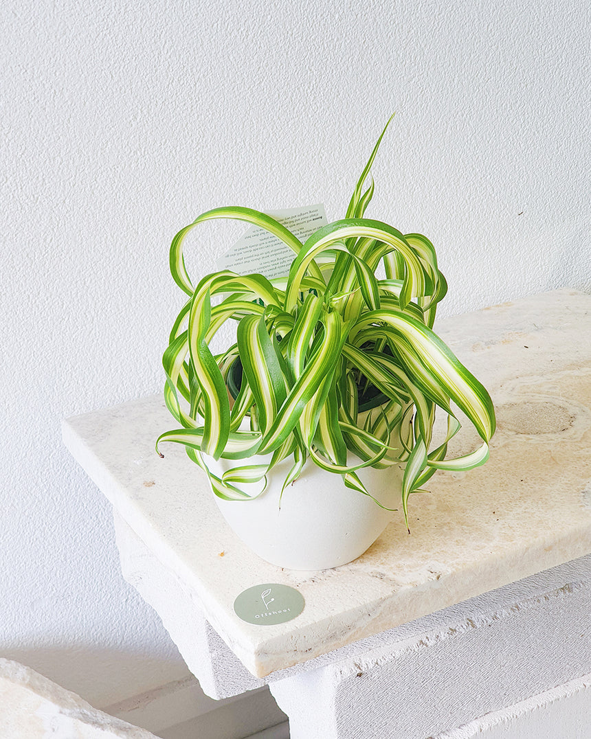 Chlorophytum bonnie 'Spider Plant' 13cm