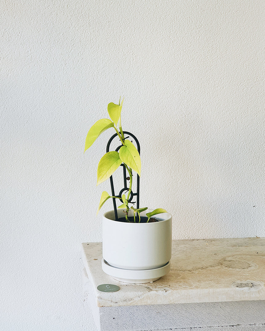 Epipremnum auream 'Goldilocks' 14cm