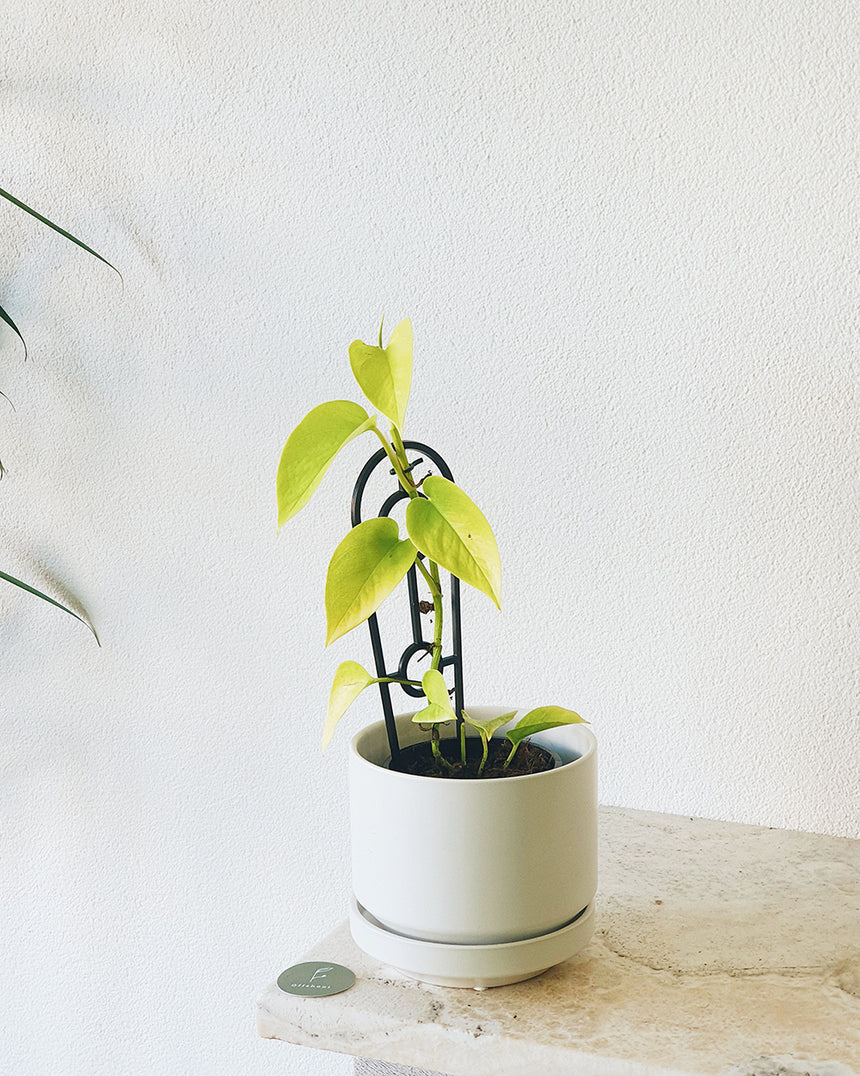 Epipremnum auream 'Goldilocks' 14cm