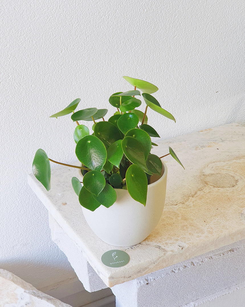 Peperomia polybotrya  'Raindrop Peperomia'- 12cm