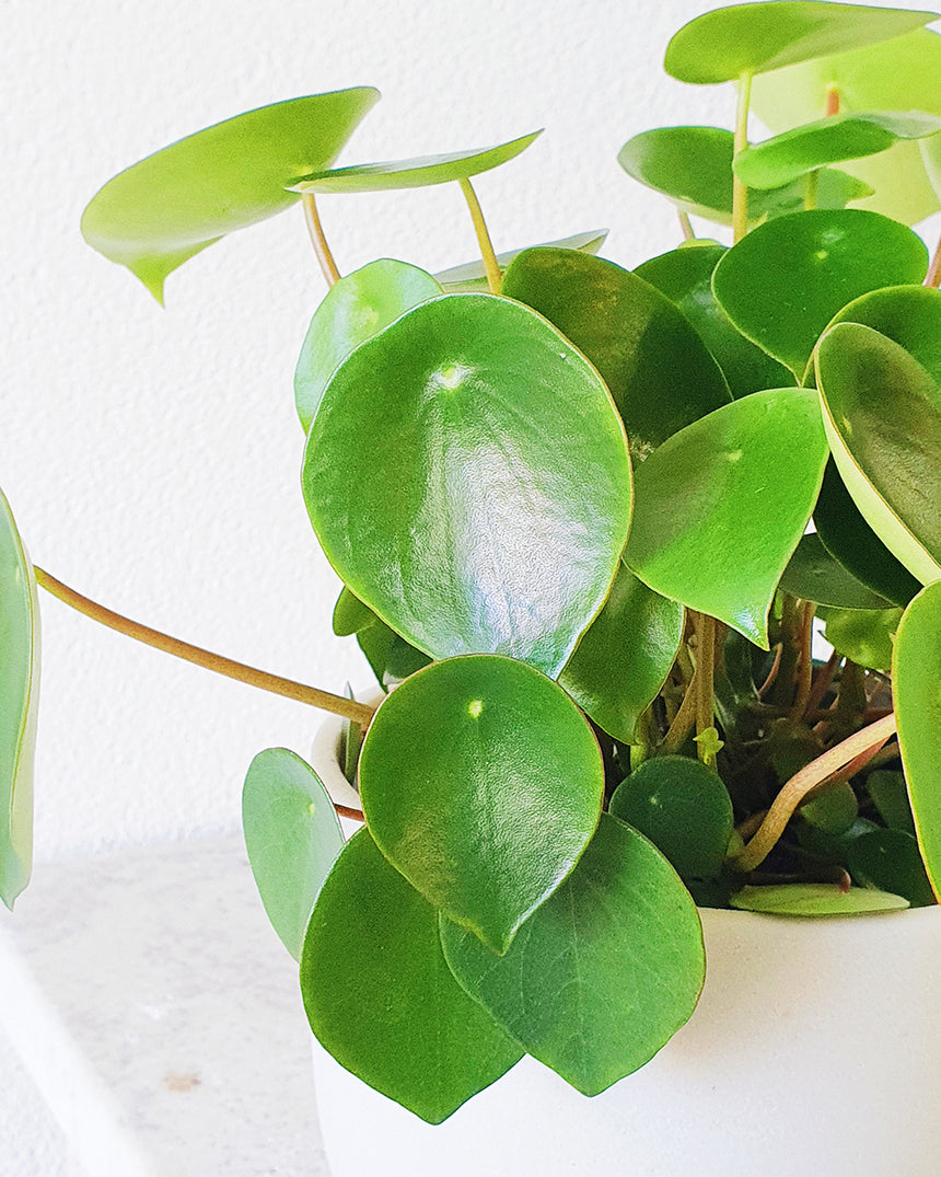 Peperomia polybotrya  'Raindrop Peperomia'- 13cm